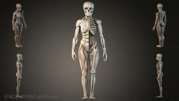 STKGI_005960 3d STL model