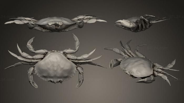 Animal figurines (Dungeness Crab From the West Coast of Canada, STKJ_0254) 3D models for cnc