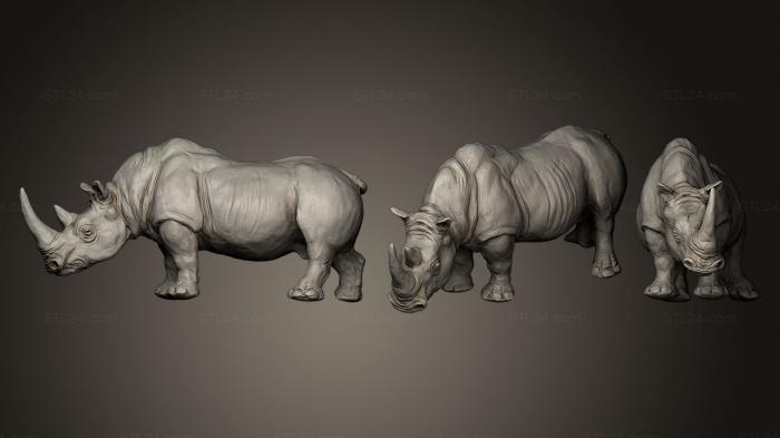 Rinoceronte blanco Ceratotherium simum