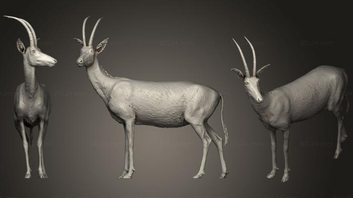 Статуэтки животных (Голубая антилопа из Музея естественной истории Вены, STKJ_0756) 3D модель для ЧПУ станка