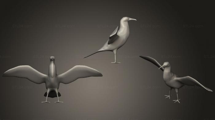 Великолепная птица-фрегат