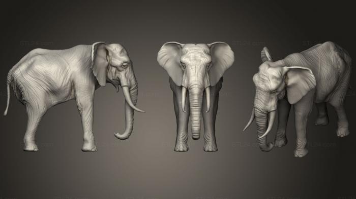 Статуэтки животных (Самец африканского слона, STKJ_1645) 3D модель для ЧПУ станка