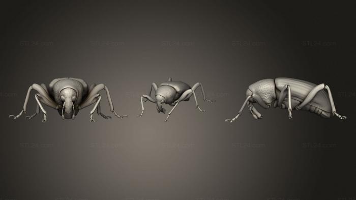 Beetle 12 002