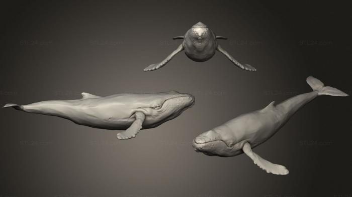Статуэтки животных (Горбатый кит 2 2, STKJ_2269) 3D модель для ЧПУ станка