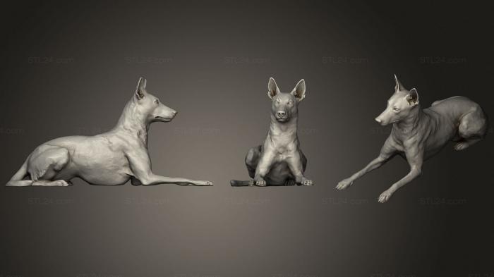 Статуэтки животных (Собака Малинуа, STKJ_2338) 3D модель для ЧПУ станка