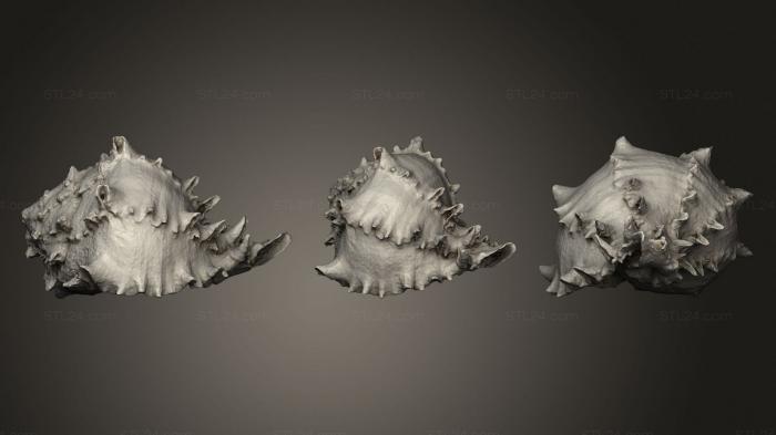Статуэтки животных (Морская Раковина 2, STKJ_2447) 3D модель для ЧПУ станка