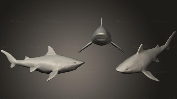 Статуэтки животных (Тигровая акула 2 2, STKJ_2532) 3D модель для ЧПУ станка
