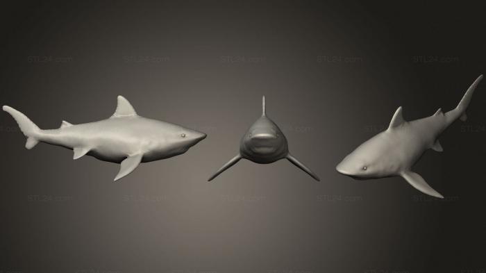 Статуэтки животных (Тигровая Акула, STKJ_2534) 3D модель для ЧПУ станка