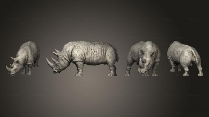 Носорог Большой