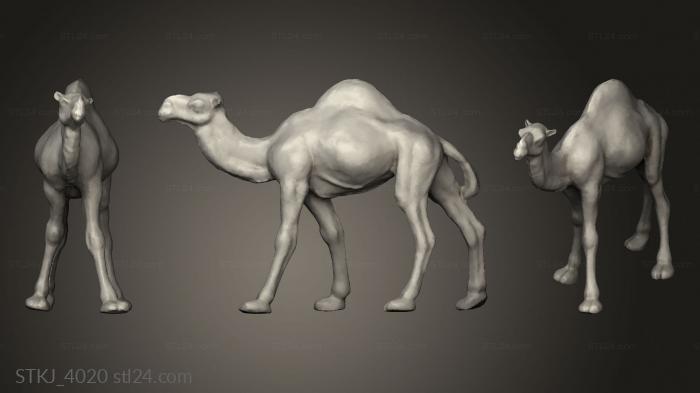 Egypt Camel