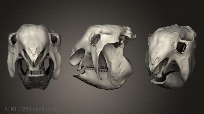 Animal figurines (Glyptodon skull, STKJ_4299) 3D models for cnc