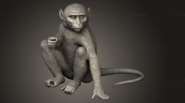 Animal figurines (monkey sitting, STKJ_4729) 3D models for cnc