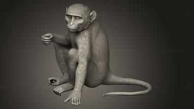 Animal figurines (monkey sitting, STKJ_4730) 3D models for cnc