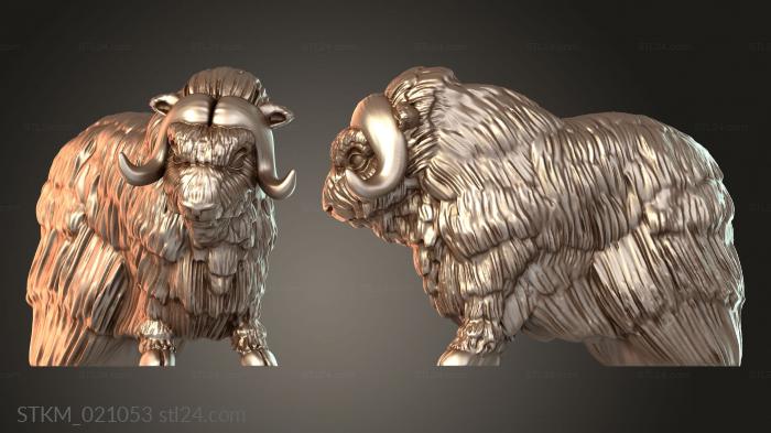 Musk Ox Wild