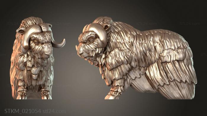 Musk Ox