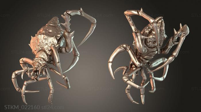 Spider Simple Wild