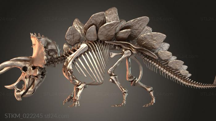 Stegoceratops Skeleton Dino
