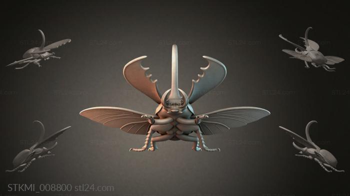 STKMI_008800