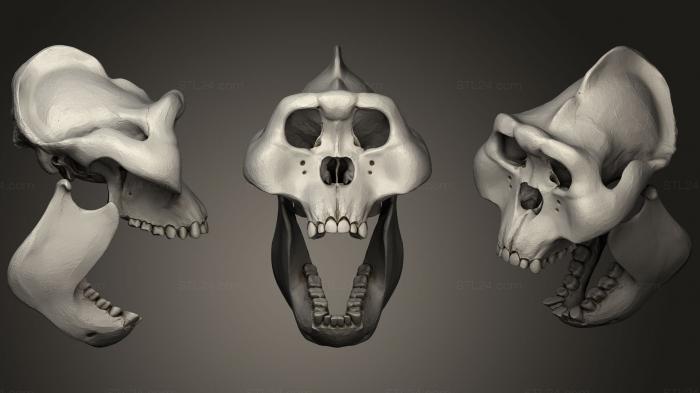 Figurines simple (Gigantopithecus Skull, STKPR_0522) 3D models for cnc