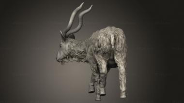 Figurines simple (Qinwari the Wild Kanwar goat, STKPR_5597) 3D models for cnc