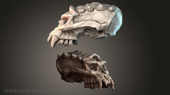 Head solid skull