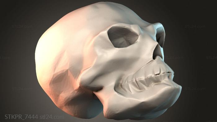 Human Skull Model