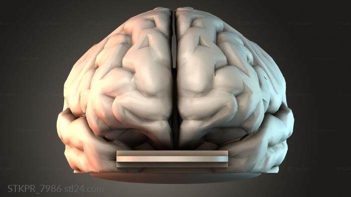 Human Brain Model