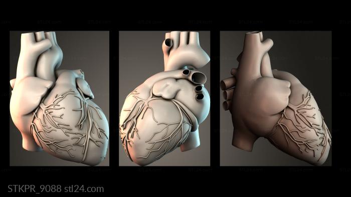 Human Heart Anatomy