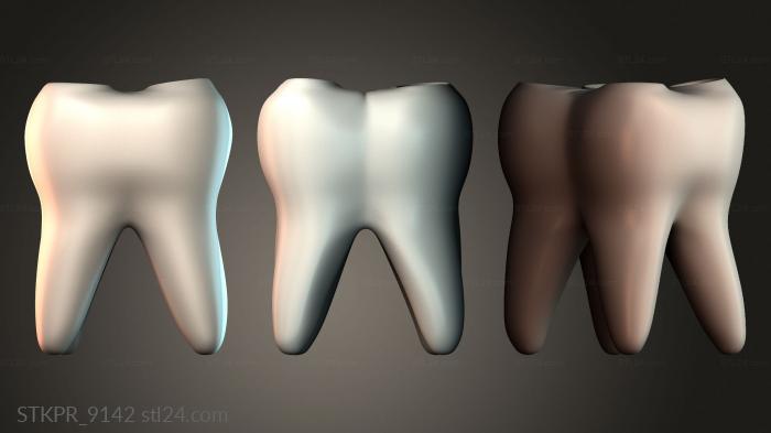 Tooth Anatomy Model