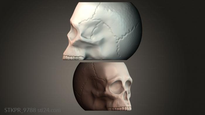 Human Skull Render