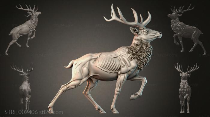 STRI_002406