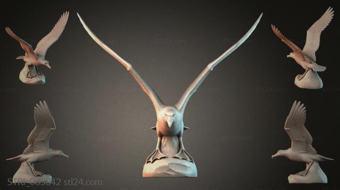 STRI_005842