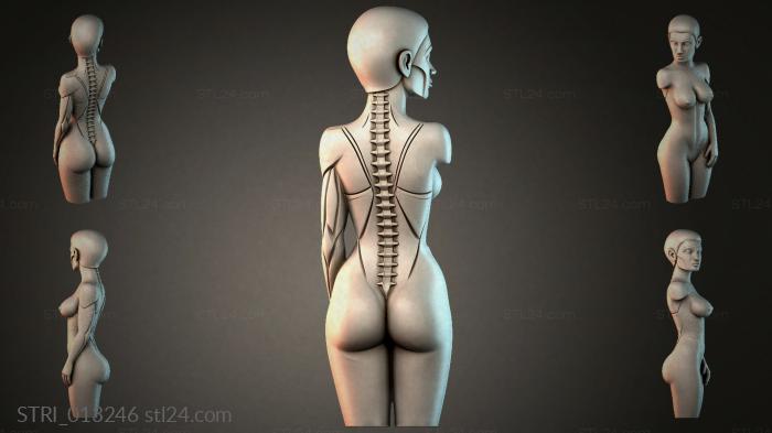 STRI_013246