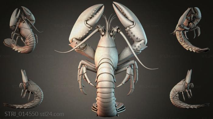 STRI_014550