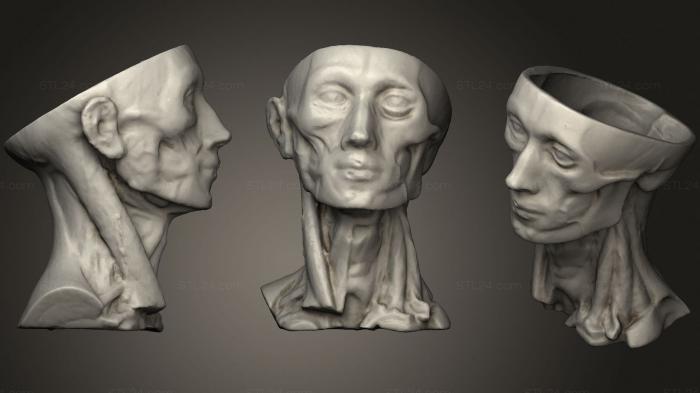 Вазы (Анатомия человека голова 2, VZ_0588) 3D модель для ЧПУ станка